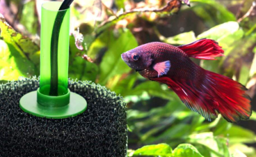 How Often to Change Aquarium Filter